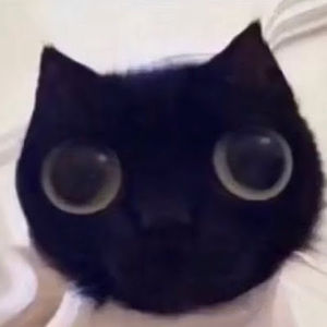 Meet your Posher, Lawrence